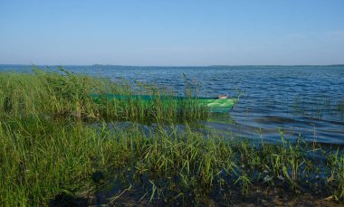 Tekne sazlıklarda sallanıyor. Suda dalgalar. Güneşli bir sabah. Svitiaz Gölü, Volyn bölgesi, Ukrayna. Shatsky Ulusal Doğa Parkı.