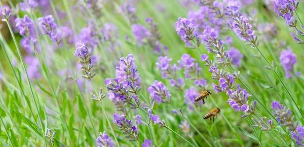 Bees near the lavender. Honey plant.
