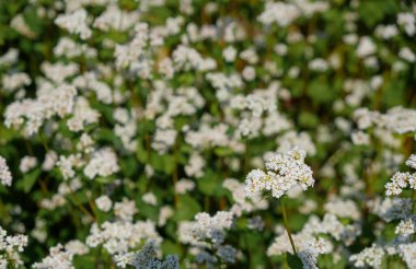 Karabuğday çiçekleri. Tarım alanı. Fagopyrum esculentum.