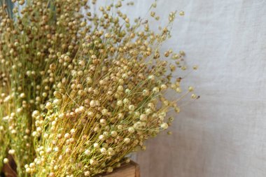 Flax bitki buketi. Keten branda arka plan. Boşluğu kopyala.
