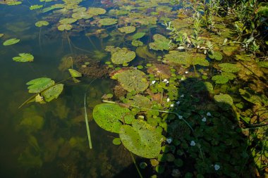 Su bitkileri. Tatlı su yosunları. Fotoğrafçının gölgesi. Ekolojik kavram. Suyun altındaki bulanıklık.