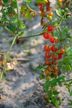 Bahçede frenk üzümü domatesi. Ev yapımı. Domates hastalığı ve korunması.