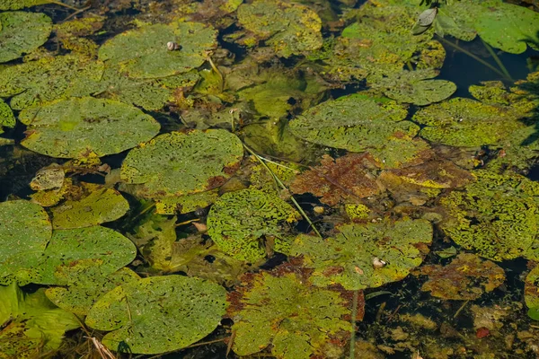 Schade Aan Bladeren Van Waterlelies Waterleliebladkever — Stockfoto