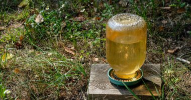 Arı sulama istasyonu. Güneşli bir günde cam arısı içen.