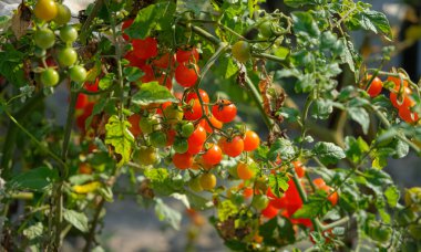 Bahçede frenk üzümü domatesi. Bakım, hastalık ve koruma.