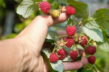 Bir çiftçinin elinde ahududu. Ahududu verimi. Güneşli.