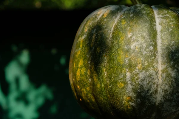 Green Gray Pumpkin Texture Sunlight Shadow — Stock Photo, Image