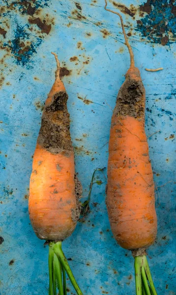 Damaged carrot root crops. Pest control.