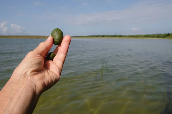Cladophora ball in the woman\'s hand. Lake background. Shatsky National Nature Park. Lake svityaz, Volyn, Ukraine.
