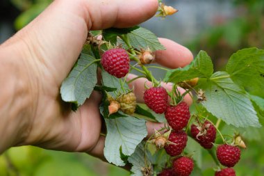 Bir kadının elinde ahududu. Bahçıvanlık.