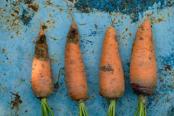 Damaged carrot root crops. Pest control.