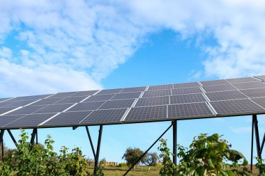 Güneş panelleri. Ahududu. Mavi gökyüzü arka planı. Ukrayna 'da bir köyde Agrovoltaics. Boşluğu kopyala.