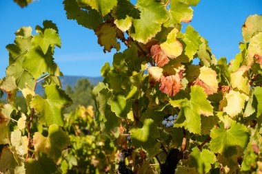 Provence 'deki hasattan sonra üzüm bağları.