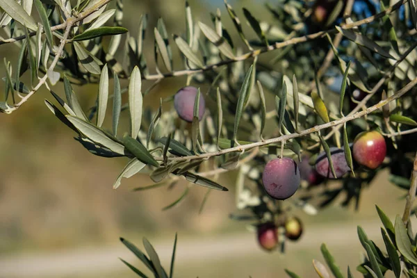 Olives on a branch. Sunny autumn day. Harvesting. Copy space.