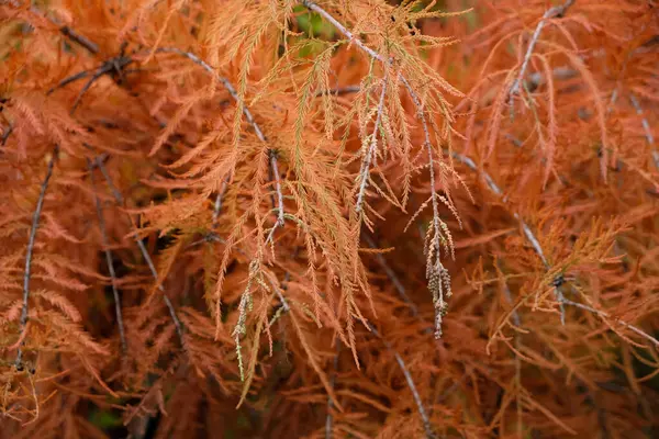 Red autumn leaves of bald cypress. Taxodium distichum.  Swamp cypress.