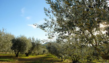 Olive Grove, Ekim 'de Mont Ventoux' un eteğinde. Provence, Fransa.