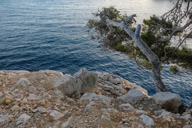 Relict çamı. Cassis yakınlarındaki alanlarda. Akdeniz 'de. Provence turizmi. Boşluğu kopyala.