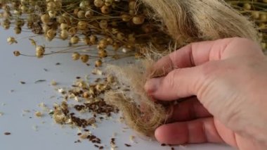 Doğal renksiz keten, çekici. Keten tohumları. İnsan eli..