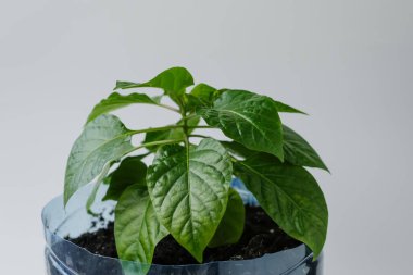 Pencere kenarında acı biber bitkisi var. Plastik şişeyi tekrar kullan. Ev ekimi.