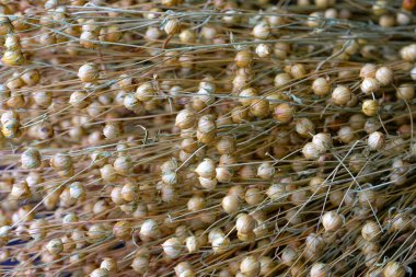 Keten tohumları. Geçmişi. Kapat..