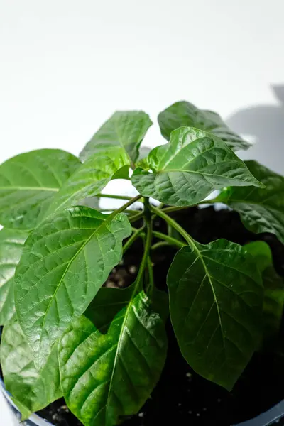 Pencere kenarında acı biber bitkisi var. Güneş ışığı. Ev ekimi.