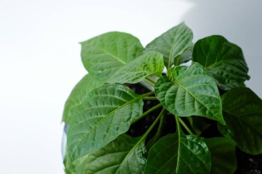 Biber bitkisi. Seedling. Güneş ışığı. Ev ekimi.