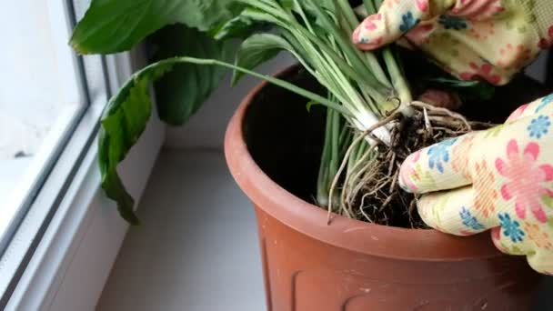 Handschoen Hand Met Spathiphyllum Wortels Gebonden Huisplantenverzorging Voortplanting Het Verdelen — Stockvideo