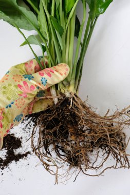 Eldivenli el, Spatthiphyllum köklerini bağlı tutuyor. Ev bitkisi bakımı. Üreme, daimi varlıkları bölme.