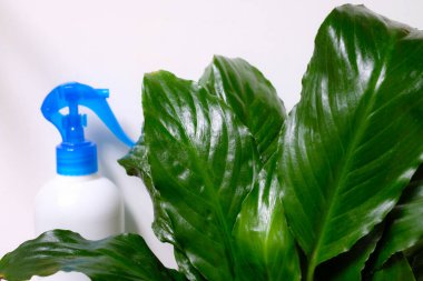 Spatthiphyllum yaprakları. Plastik sprey şişesi. Ev bitkileri.