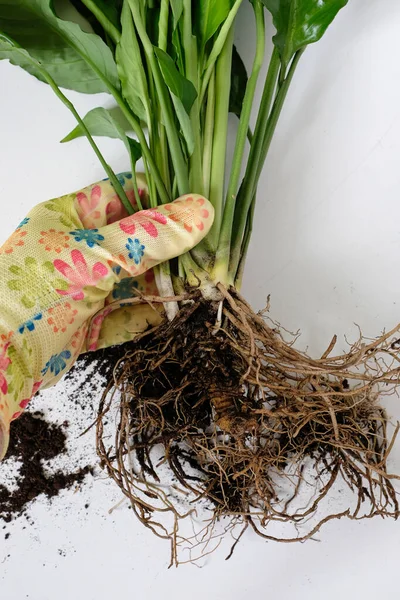 Eldivenli el, Spatthiphyllum köklerini bağlı tutuyor. Ev bitkisi bakımı. Üreme, daimi varlıkları bölme.