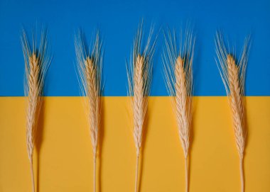 Spikeletler. Ukrayna Bayrak Arkaplanı. Ekmek. Hasat.. 