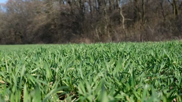 Weizenfeld Frühling Sonnenlicht Waldhintergrund Ukrainischer Weizen Friedlich — Stockvideo