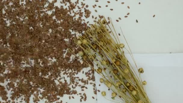白いリネンの布の上に乾燥した亜麻の種子のポッド フラックス種子が注がれる — ストック動画