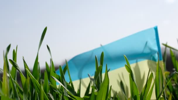 春になると小麦畑 ウクライナの国旗 ウィンド — ストック動画