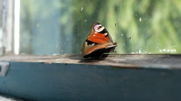 Camın Arkasındaki Kelebekler Hapishane — Stok video