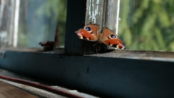 Camın Arkasındaki Kelebekler Kelebek Kapanı — Stok video