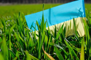Baharda buğday tarlası. Ukrayna bayrağının bulanık arkaplanı.