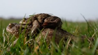 Sıradan kurbağa. Bufo bufo. Büyük dişi kurbağa erkeği taşıyor. Çiftleşme sürecinin bir parçası olarak Amplexus.