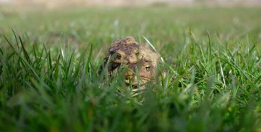 Sıradan kurbağa. Bufo bufo. Çiftleşme sürecinin bir parçası olarak Amplexus.