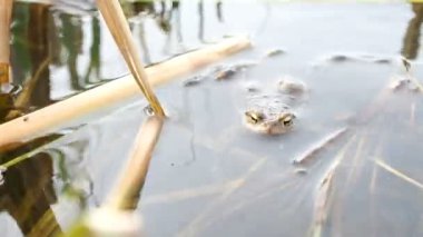Sabahları suda bir kurbağa. Sazlıklar. İlkbaharda küçük bir nehirde yükselen su seviyesi.