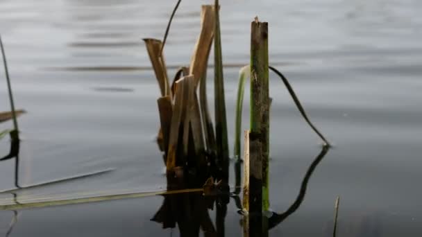 Повышение Уровня Воды Маленькой Реке Весной Затопленные Тростники — стоковое видео