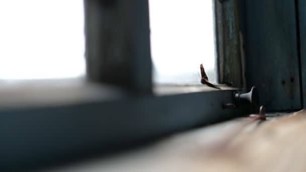 Kapana Kısılmış Kelebek Trajik Bir Video Güneşin Batmasına Karşı — Stok video