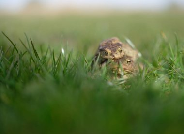 Üreme mevsimi. Sıradan kurbağa. Bufo bufo. Çiftleşme sürecinin bir parçası olarak Amplexus. Yüzeyin derinliği. Boşluğu kopyala.