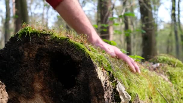 モスに触れる男の手 フォールンツリー 森林リラックス ジョギング 自然療法コンセプト — ストック動画