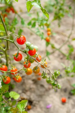 Sebze bahçesinde frenk üzümü domatesi. Domates yetiştirmek için toprak. Dekorasyon için en küçük domatesler..