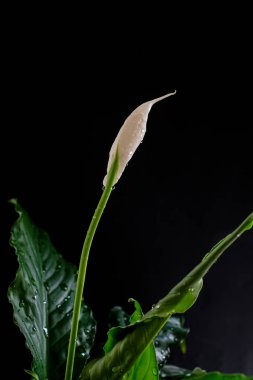 Siyah arka plana karşı zarif Spatthiphyllum Wallisii çiçeği. Spreyden sonra su damlıyor. House Bitki Bakımı. Sığ alan derinliği.