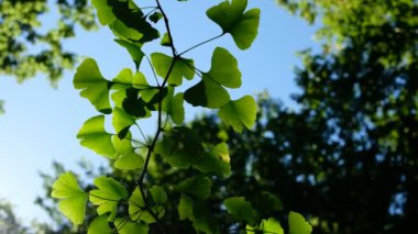 Ginkgo biloba yeşil yelpaze şekilli yapraklar ağaçta. Gökyüzünde bir ginkgo ağacının dalı. Ginkgo tıpta kullanılan tıbbi bir bitkidir.. 