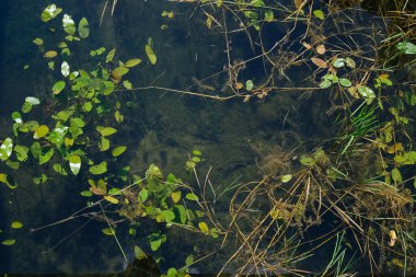 Potamogeton nodosus (panddon pondweed) su yüzeyinde yapraklar. Göletler, göller, hendekler ve akarsulardaki geniş su altı bitkileri.