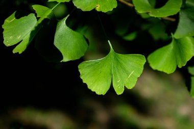 Parlak yeşil pervane biçimli ginkgo biloba yaprakları. Siyah arka planda bir ginkgo ağacının dalı. Günışığı. Ginkgo tıpta kullanılan tıbbi bir bitkidir. Boşluğu kopyala.