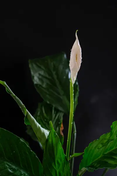 stock image Peace Lily or Spathiphyllum flower against a black background. Water drops after spraying. House Plant Care. Shallow depth of field. Dark photo.